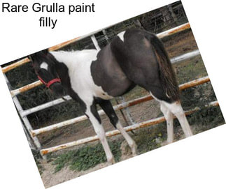 Rare Grulla paint filly