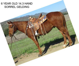 6 YEAR OLD 14.3 HAND SORREL GELDING