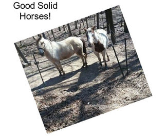 Good Solid Horses!