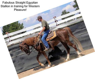 Fabulous Straight Egyptian Stallion in training for Western Pleasure!