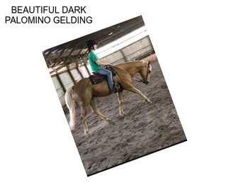 BEAUTIFUL DARK PALOMINO GELDING