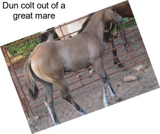 Dun colt out of a great mare