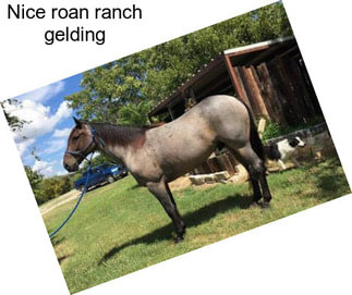 Nice roan ranch gelding