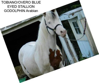 TOBIANO/OVERO BLUE EYED STALLION GODOLPHIN Arabian