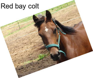 Red bay colt