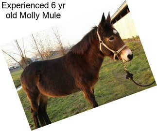 Experienced 6 yr old Molly Mule
