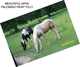 BEAUTIFUL APHA PALOMINO PAINT FILLY