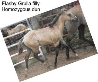 Flashy Grulla filly Homozygous dun