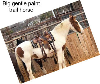 Big gentle paint trail horse