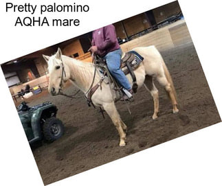 Pretty palomino AQHA mare