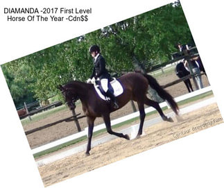 DIAMANDA -2017 First Level Horse Of The Year -Cdn$$