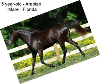 5 year-old - Arabian - Mare - Florida