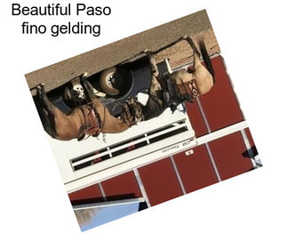 Beautiful Paso fino gelding
