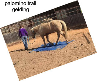 Palomino trail gelding