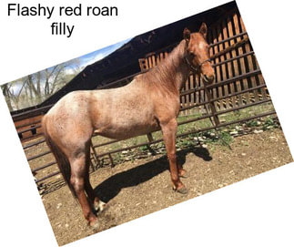 Flashy red roan filly