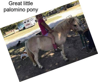 Great little palomino pony