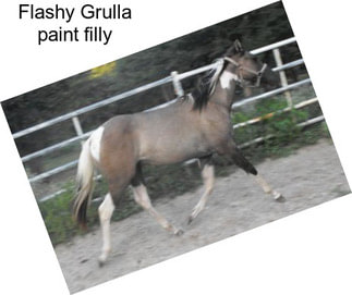 Flashy Grulla paint filly