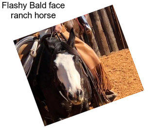 Flashy Bald face ranch horse