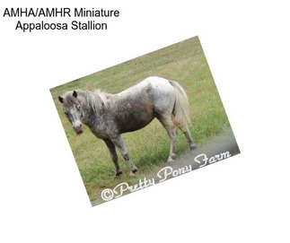 AMHA/AMHR Miniature Appaloosa Stallion