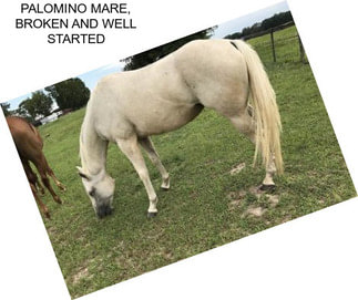 PALOMINO MARE, BROKEN AND WELL STARTED