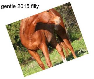 Gentle 2015 filly
