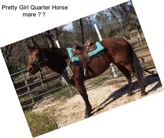 Pretty Girl Quarter Horse mare ❤️