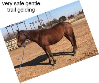Very safe gentle trail gelding