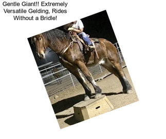 Gentle Giant!! Extremely Versatile Gelding, Rides Without a Bridle!