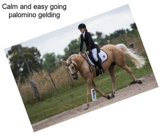 Calm and easy going palomino gelding