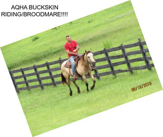 AQHA BUCKSKIN RIDING/BROODMARE!!!!