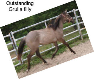 Outstanding Grulla filly