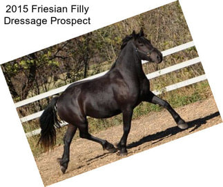 2015 Friesian Filly Dressage Prospect