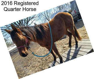 2016 Registered Quarter Horse