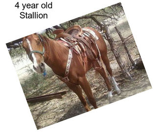 4 year old Stallion