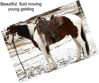 Beautiful, fluid moving young gelding