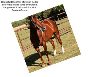 Beautiful Daughter of million dollar sire Walla Walla Whiz and Grand daughter of 4 million dollar sire Custom Crome