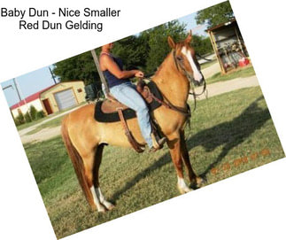 Baby Dun - Nice Smaller Red Dun Gelding