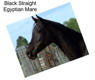Black Straight Egyptian Mare
