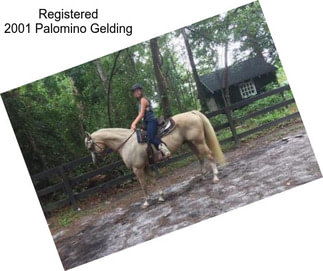 Registered 2001 Palomino Gelding