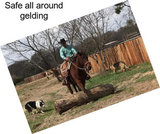 Safe all around gelding