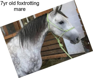 7yr old foxtrotting mare