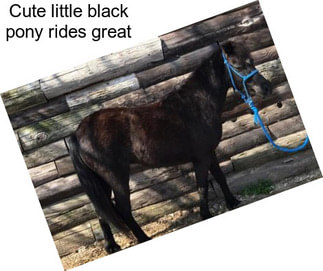 Cute little black pony rides great