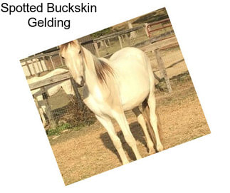 Spotted Buckskin Gelding