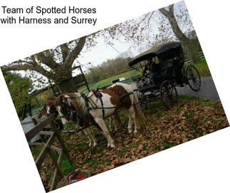 Team of Spotted Horses with Harness and Surrey