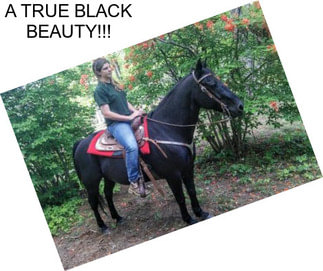 A TRUE BLACK BEAUTY!!!