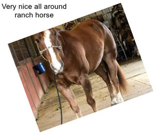 Very nice all around ranch horse