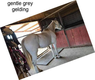 Gentle grey gelding