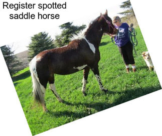 Register spotted saddle horse