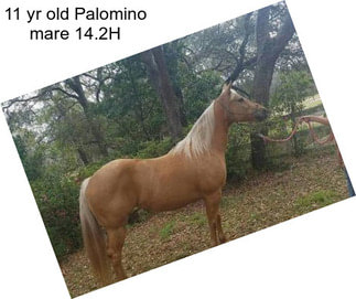 11 yr old Palomino mare 14.2H