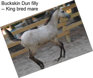 Buckskin Dun filly -- King bred mare